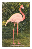 Flamingo Photo