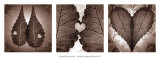 Poetica Autumnalis Series II Print by Pawel Winczewski