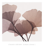 Ginkgo Leaves I Posters par Steven N. Meyers