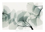 Steven N. Meyers - Ginkgo Dance - Reprodüksiyon