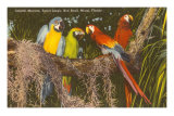 Aras, Miami, Floride Posters