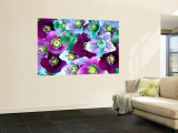 Heliborus Pattern of Winter Blooming Flower, Sammamish, Washington, USA Reproduction murale géante