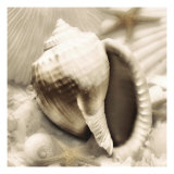 Iridescent Seashell III Giclee Print by Donna Geissler
