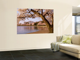 Cherry Blossom Tree along a Lake, Potomac Park, Washington D.C., USA Wall Mural