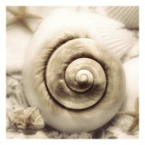 Iridescent Seashell I Giclee Print by Donna Geissler
