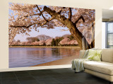 Cherry Blossom Tree along a Lake, Potomac Park, Washington D.C., USA Wall Mural – Large Cherry Blossom Tree along a Lake, Potomac Park, Washington D.C., USA Wall Mural – Large