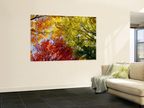 Colorful Trees in Fall, Autumn, Low Angle View Wall Mural