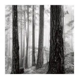 Capilano Forest Affiches par Lsh 