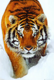 Tiger Snow Print Tiger Snow Print