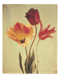 Couleur printanière III reproduction procédé giclée par Amy Melious