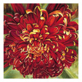 Chrysanthemum Giclee Print by Selina Werbelow