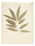 Bay Leaves Giclee Print by Amy Melious