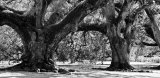 Majestic Oaks II Posters by Jeff Maihara
