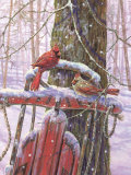 Red Sled with Cardinals Affiches par Donna Race