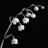 Spring Bells II Prints by Michael Faragher