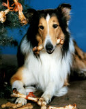 Lassie Fotografía