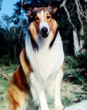 Lassie Photo