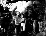 Tarzan the Ape Man Photo