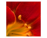 Red Lilly Photographic Print by Anna Miller