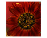 Sunflower II Photographic Print by Anna Miller