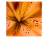 Tiger Lilly Photographic Print by Anna Miller