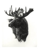 Moose Giclee Print by S. Heather Theurer
