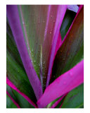 Pink And Green Ti 1 Photographic Print by Doreen Decasa