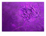 Violet Beauty Reproduction procédé giclée par Angela Anelli