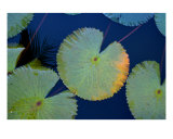Reflections Photographic Print by Doreen Decasa