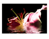 Lily Afloat Fotografisk trykk av Terri Bealle Lily Afloat Fotografisk trykk av Terri Bealle