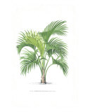 Palm Tree Illustration Collection reproduction procédé giclée par Olivier Baelde