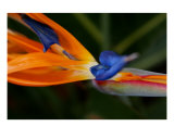 Pretty Bird Photographic Print by Doreen Decasa