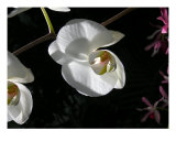 Lovely Photographic Print by Jacquelyn Kleine