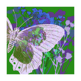 Butterfly Frenzey Lámina giclée por Ricki Mountain