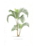 Palm Tree Illustration Collection Giclee-trykk av Olivier Baelde Palm Tree Illustration Collection Giclee-trykk av Olivier Baelde