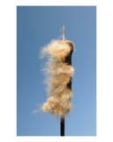 Cane And Wind Photographic Print by Sergejus Lamanosovas