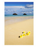 Plumerias On The Sand Photographie par Tomas del Amo