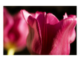 Pink Tulips Photographic Print by Mary Lane