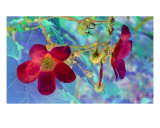 Red And Blue Photographic Print by Robert Burns