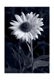 Sunflower In Black & White Photographie par Steve Gadomski