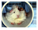 Cute Long Hair Guinea Pig In Tunnel Toy Photographic Print by Deborah Hullender