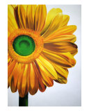 Yellow Gerber Daisy Giclee Print by Koree Gilbert