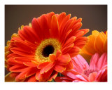 Daisies Luminous Photographic Print by Lucyna A. M. Green