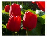 3 Red Tulips Photographic Print by Phil Rusher