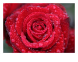 Rose Photo In Rain Photographic Print by William Luo