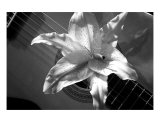 Guitar And Lilly Black And White Photographic Print by Michael Cox