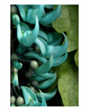 Green Jade Photographic Print by Doreen Decasa