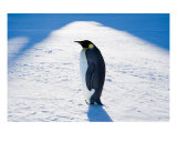Emperor Penguin Photographic Print by David Schultz