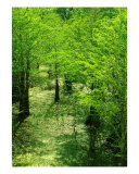 Forest So Green Photographic Print by Florene Welebny