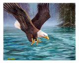 Eagle Fishing Giclee Print by Mike Walsh